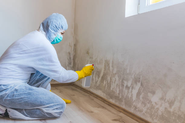 Licensed Mold Inspection service in Port Orchard, WA - WQB Mold Removal